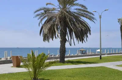 a palm tree on a sidewalk next to the beach at Paracas vista al mar in Paracas
