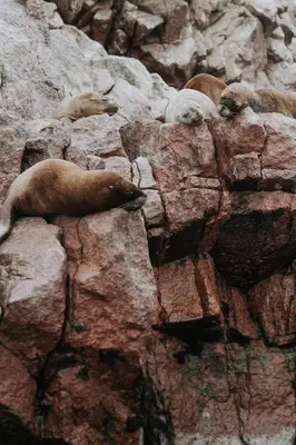 a seal sleeping on a rocky mountain at Paracas vista al mar in Paracas