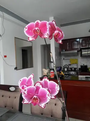 a pink orchid on top of a chair in a kitchen at Miraflores Departamentos in Lima