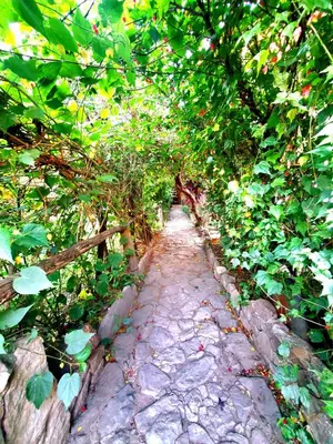 a path through a garden with trees and plants at Hospedaje K'uchuwasi in Ollantaytambo