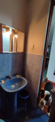 a bathroom with a sink and a dog in it at Apartamento Marco Airport in Lima