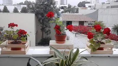 a group of flowers in flower boxes on a balcony at Lindos Apartamentos en San Isidro in Lima