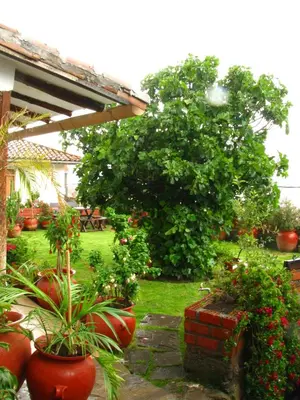 a garden with a large tree and some plants at Hotel Encantada Casa Boutique Spa in Cusco