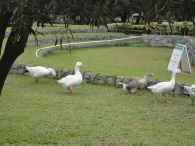 a group of ducks walking in the grass at San Borja, bello apartamento in Lima