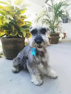 a small gray and white dog sitting on the ground at El Huerto Hostel in Ica