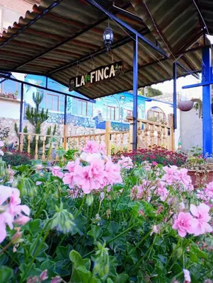 a bunch of pink flowers in a garden at La Finca Tarma in Tarma