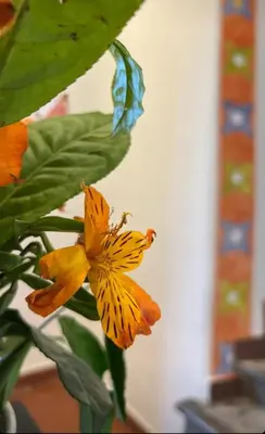 a yellow butterfly sitting on top of a flower at Hotel Sueños del Inka in Cusco