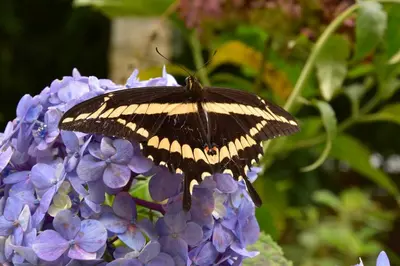 a butterfly is sitting on a purple flower at Boutique Amaru Wasi in Cusco