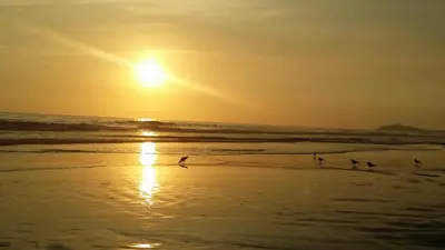 a group of birds walking on the beach at sunset at Condominio Las Terrazas in Asia