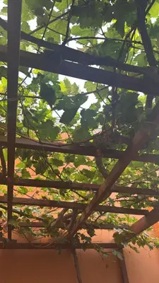 a view of the roof of a building with tree branches at Hotel La Casona in Pisco
