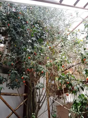a plant with red tomatoes in a greenhouse at Casa De Mama Cusco - The Treehouse in Cusco