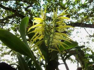 a plant with yellow flowers growing in a tree at Refugio de Orquídeas in Oxapampa
