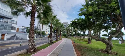 a sidewalk lined with palm trees next to a street at Habitación con baño privado acceso a cocina y terraza en Miraflores in Lima