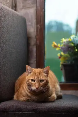 an orange cat is sitting on a chair at Hostal Teatro Inka in Cusco
