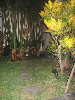 a garden with a bunch of trees and plants at Posada Peregrinus in Lima