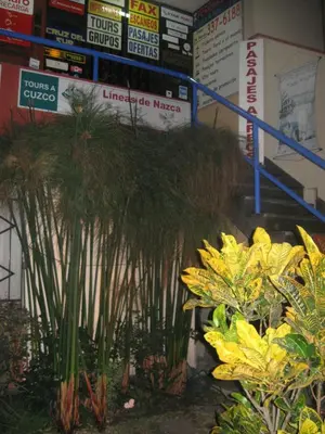 a bunch of plants in a store at Posada Peregrinus in Lima