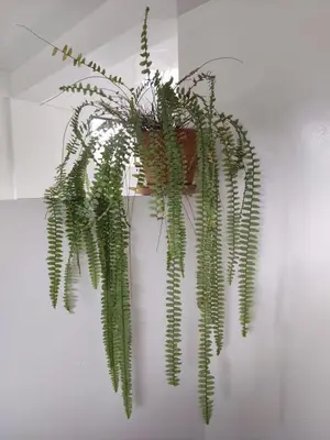 a green plant hanging from a white wall at Suzet House in Oxapampa