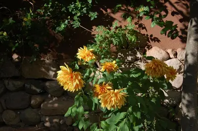 a bunch of yellow flowers next to a stone wall at Bungalows Perayoc in Urubamba