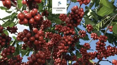 a bunch of red berries on a tree at Eco Hacienda Roman in Machu Picchu