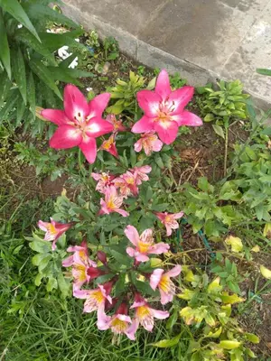 a group of pink flowers in the grass at Casafranca in Ollantaytambo