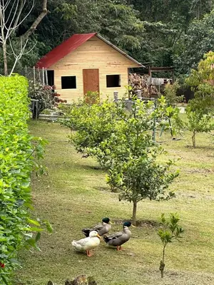 three ducks standing in the grass in front of a building at HASSINGER RANCH Cabañas in Oxapampa