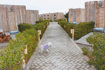 a small white dog walking down a brick road at Solé Paracas in Paracas