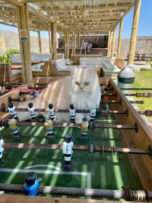 a cat sitting on top of a chessboard at Solé Paracas in Paracas