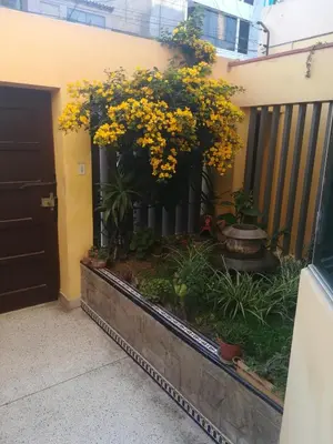 a garden with yellow flowers in the corner of a building at Mini Departamento Tambo Huascar 2 in Lima