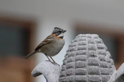 a bird perched on top of a bird feeder at Kenti's Home Ollantaytambo in Ollantaytambo