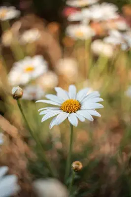 a group of white flowers in a field at Allin Illary Eco Hospedaje in Urubamba