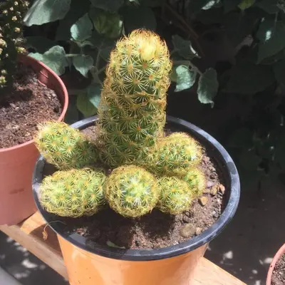 a cactus in a pot on a table at Posada Junco y Capuli in Huancayo