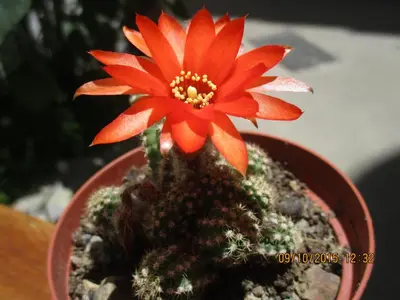 a plant with a red flower in a pot at Posada Junco y Capuli in Huancayo