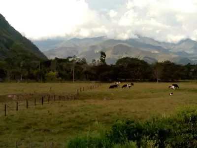 a group of cows grazing in a field at Casa Hospedaje el Prado Eco turismo in Oxapampa