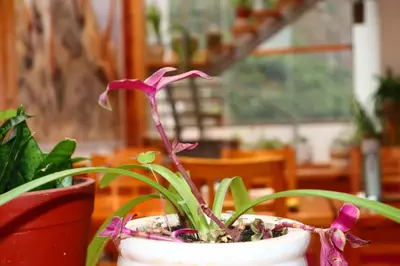 a plant in a pot sitting on a table at Fenix Hotel Machupicchu in Machu Picchu