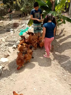 a boy and a girl feeding a group of chickens at Cabañas o habitación en Fundo Huabayor in Lima