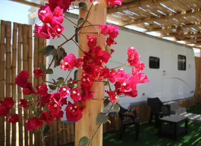 a bunch of pink flowers on a wooden pole at Casa Caravanas in Paracas