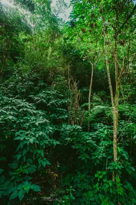 a forest filled with green plants and trees at Rupa Rupa High Jungle Eco B&B in Machu Picchu