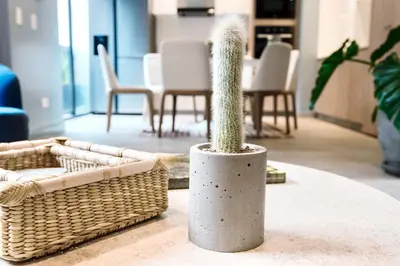 a cactus in a pot on a table next to baskets at ✶ Pisac Penthouse ✶ 3-stories LUXURY Rooftop Pool in Lima