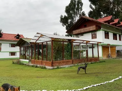 a dog standing in a yard in front of a house at RESORT ALAPA in Huancayo