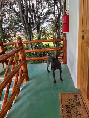 a dog standing on the porch of a house at RESORT ALAPA in Huancayo