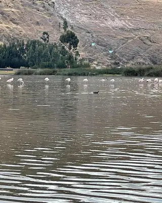 a flock of birds standing in the water at CasaHotel Laguna Jauja Airport in Jauja
