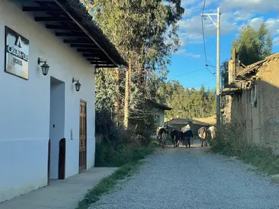 a group of horses walking down a road next to a building at CasaHotel Laguna Jauja Airport in Jauja