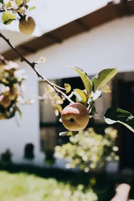 a branch of a tree with fruit on it at The Willow B&B in Urubamba