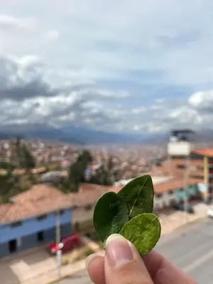 a hand holding a leaf with a view of a city at linda house cusco in Cusco