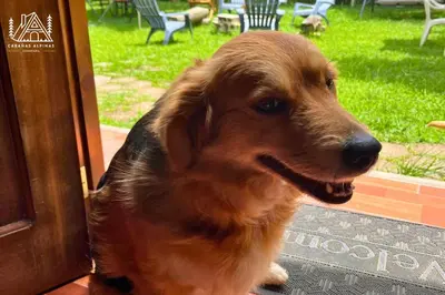 a brown dog is looking out of a door at Cabañas Alpinas en Oxapampa in Oxapampa