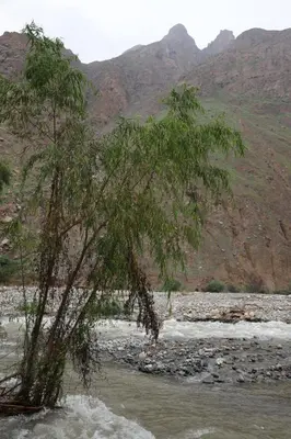 a tree in the middle of a river at Cha'skas Checkta Eco-Lodge in Santa Rosa de Quives