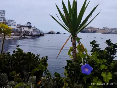 a palm tree and a blue flower next to the water at Minidepartamento en San Bartolo - VISTA AL MAR in San Bartolo