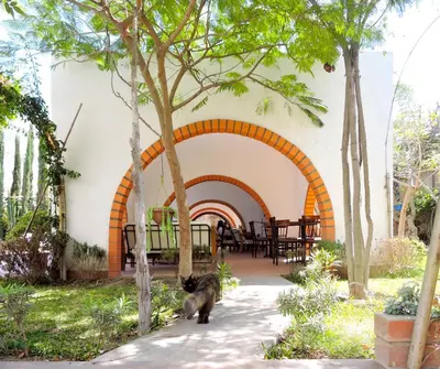 a cat walking in front of a building at Casa Hotel Mamaluna in Lunahuaná