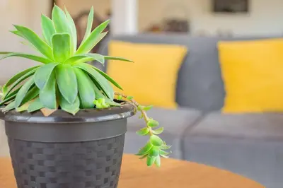 a plant in a pot sitting on a table at Suite Panorámico 304 in Urubamba