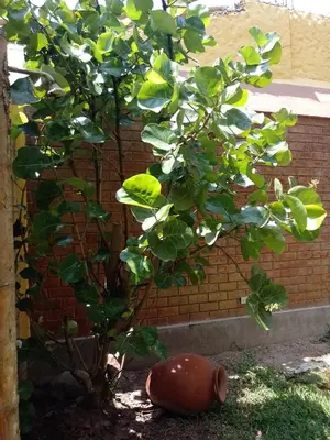 a small tree with green leaves next to a brick wall at Arica Surf & Beach House in Arica